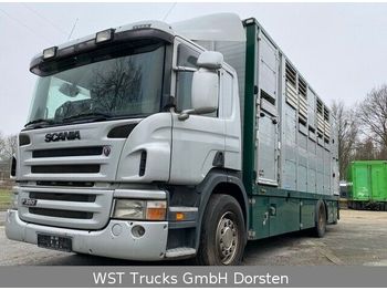 Přepravník zvířat Scania P 380 mitt Menke Doppelstock: obrázek 1
