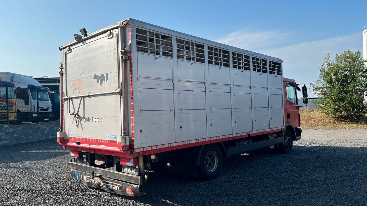MAN TGL 10.220 Viehtransporter Rampe Trennwände - Auto na přepravu koní: obrázek 4 MAN TGL 10.220 Viehtransporter Rampe Trennwände - Auto na přepravu koní: obrázek 4