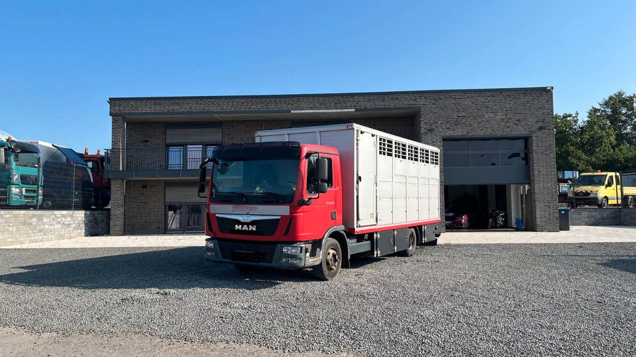 MAN TGL 10.220 Viehtransporter Rampe Trennwände - Auto na přepravu koní: obrázek 1 MAN TGL 10.220 Viehtransporter Rampe Trennwände - Auto na přepravu koní: obrázek 1