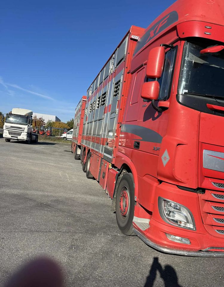 DAF XF 530 + Przyczepa Pezzaoli - 3X Trzoda, 2 X Bydło I 3 poziomy I Podnoszony dach I Hydroburta I Osie Skrętne I Poidła I Wentylatory I Pilot Manualny | - Přepravník zvířat: obrázek 4 DAF XF 530 + Przyczepa Pezzaoli - 3X Trzoda, 2 X Bydło I 3 poziomy I Podnoszony dach I Hydroburta I Osie Skrętne I Poidła I Wentylatory I Pilot Manualny | - Přepravník zvířat: obrázek 4