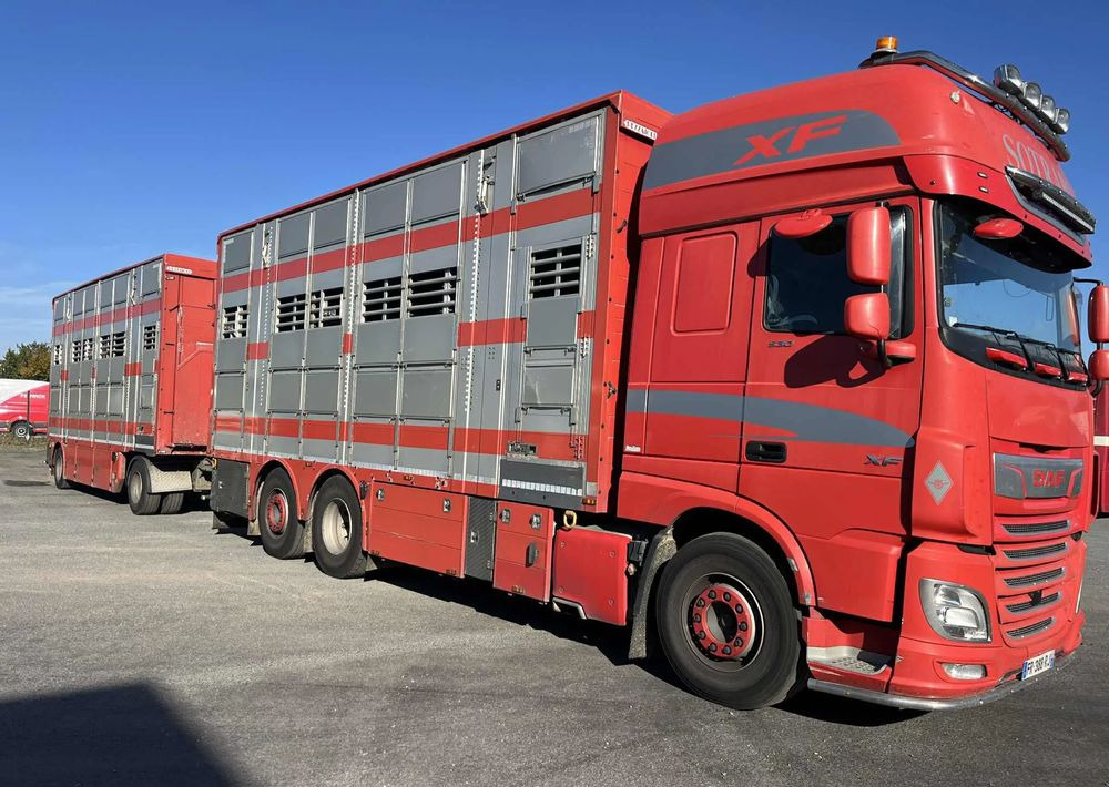 DAF XF 530 + Przyczepa Pezzaoli - 3X Trzoda, 2 X Bydło I 3 poziomy I Podnoszony dach I Hydroburta I Osie Skrętne I Poidła I Wentylatory I Pilot Manualny | - Přepravník zvířat: obrázek 2 DAF XF 530 + Przyczepa Pezzaoli - 3X Trzoda, 2 X Bydło I 3 poziomy I Podnoszony dach I Hydroburta I Osie Skrętne I Poidła I Wentylatory I Pilot Manualny | - Přepravník zvířat: obrázek 2