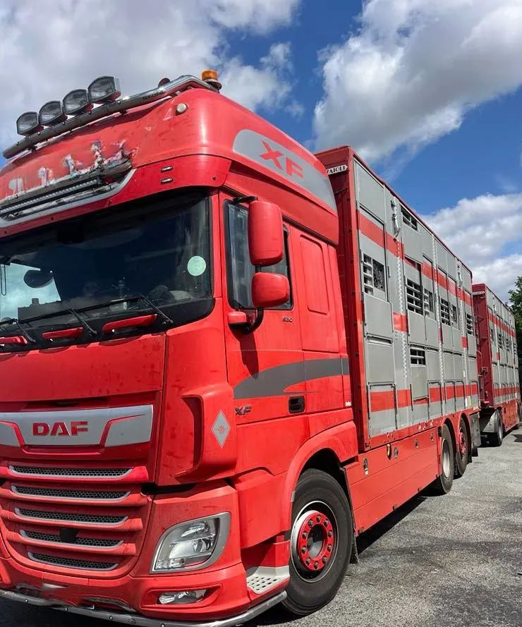 DAF XF 530 + Przyczepa Pezzaoli - 3X Trzoda, 2 X Bydło I 3 poziomy I Podnoszony dach I Hydroburta I Osie Skrętne I Poidła I Wentylatory I Pilot Manualny | - Přepravník zvířat: obrázek 2 DAF XF 530 + Przyczepa Pezzaoli - 3X Trzoda, 2 X Bydło I 3 poziomy I Podnoszony dach I Hydroburta I Osie Skrętne I Poidła I Wentylatory I Pilot Manualny | - Přepravník zvířat: obrázek 2