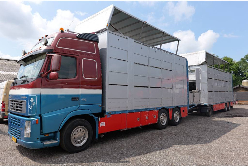 Volvo FH 13 480 6x2 3 stock livestock transport Cuppers - Přepravník zvířat: obrázek 2 Volvo FH 13 480 6x2 3 stock livestock transport Cuppers - Přepravník zvířat: obrázek 2