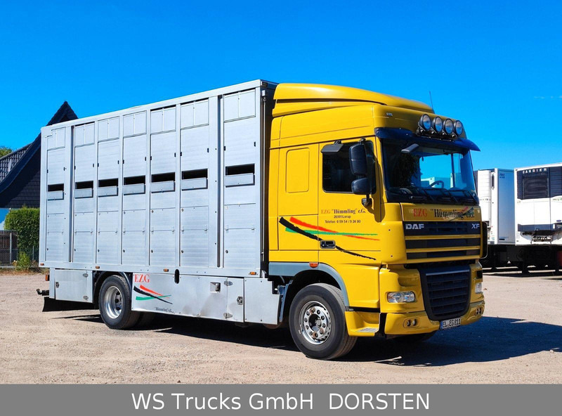 DAF XF410 Menke Doppelstock - Přepravník zvířat: obrázek 4 DAF XF410 Menke Doppelstock - Přepravník zvířat: obrázek 4