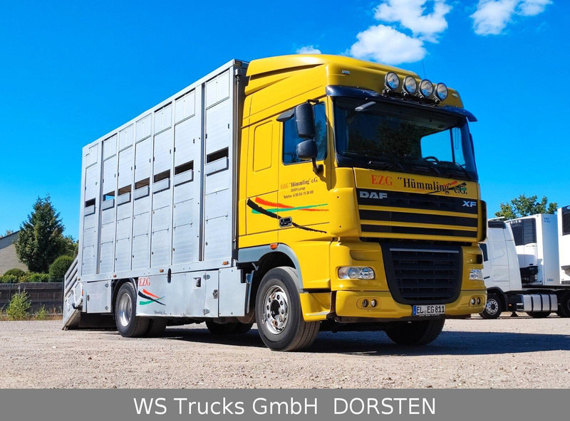 DAF XF410 Menke Doppelstock - Přepravník zvířat: obrázek 2 DAF XF410 Menke Doppelstock - Přepravník zvířat: obrázek 2
