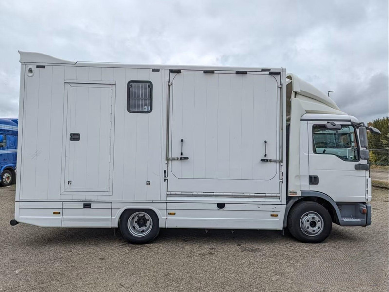 MAN TGL 12.250 - Horse transporter - Auto na přepravu koní: obrázek 5 MAN TGL 12.250 - Horse transporter - Auto na přepravu koní: obrázek 5