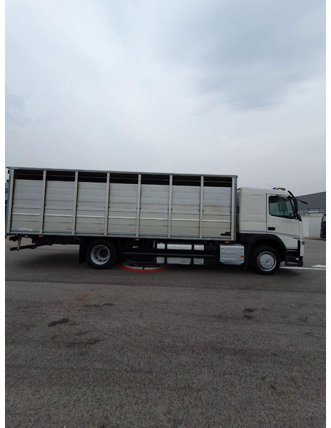 Volvo FM 500 Viehtransporter ( Rind / beef ) - Přepravník zvířat: obrázek 4 Volvo FM 500 Viehtransporter ( Rind / beef ) - Přepravník zvířat: obrázek 4